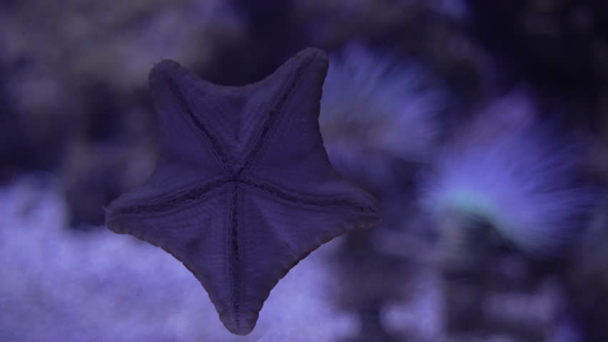 Starfish on Ocean Floor, Marine Life Close Up in Soft Blue Light