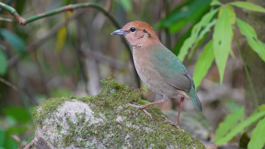 Rusty-naped Pitta (Hydrornis oatesi) on ground Bird watching in natural habitats in the forest.	