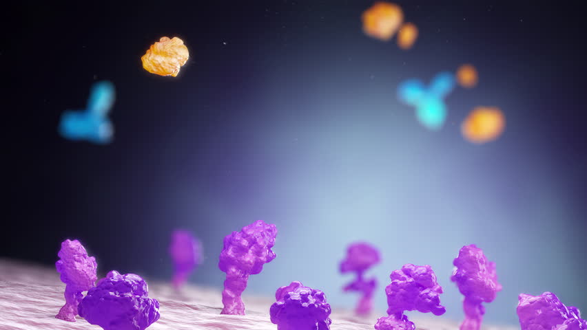 Medical illustration of immune system response, Y-shaped antibodies neutralizing foreign bacteria.