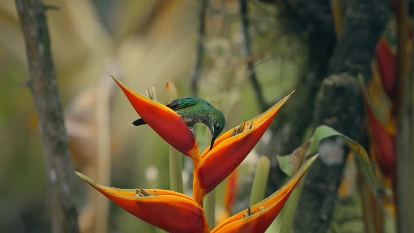 Beautiful Hummingbird perched on Heliconia flower to drink and feed, showing its long beak and feather details, then takes flight