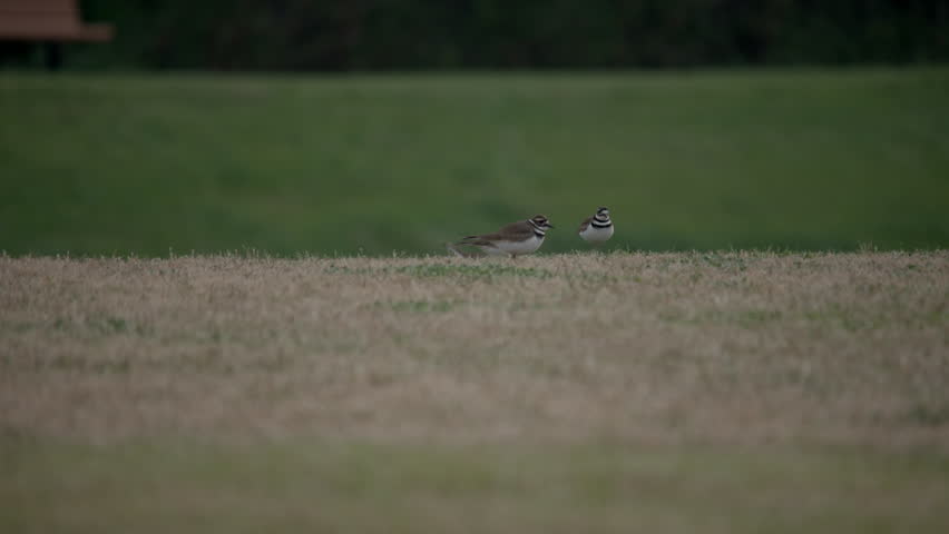 Killdeer birds wandering around the ground at a park on a sunny day