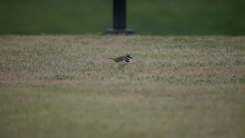 Killdeer birds on the ground flying off from being scared by a walker