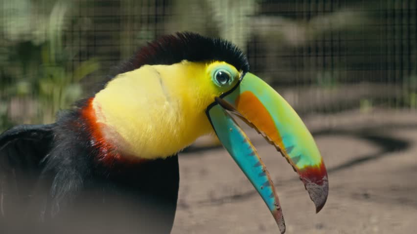 Close-up of Keel-Billed Toucan bird showcasing its colorful rainbow beak and feathers