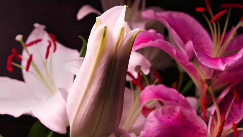 Timelapse close up of white flowers blooming