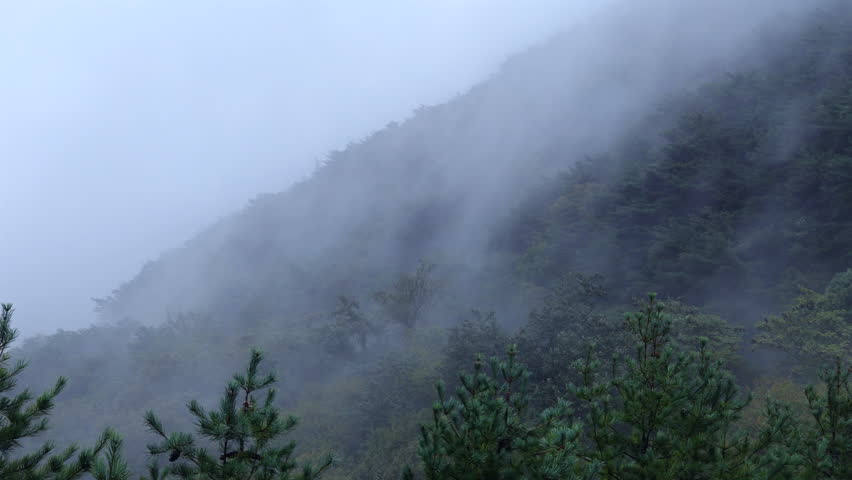 Fog drifts through pine forest near Ihwaryeong Pass, turning the mountainside into silhouettes as moisture hangs in the air after rain.