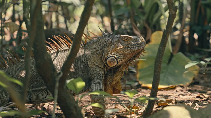 Large green iguana with sharp dorsal crest spikes walks through sunlit jungle forest