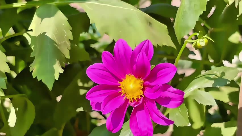 Close up video of a black butterfly foraging on a pink dahlia flower in a sunny garden with a natural blurred background