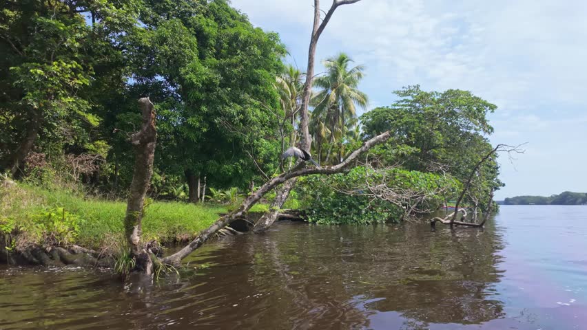 Anhinga perched on a fallen tree above a calm river in Tortuguero National Park, Costa Rica, surrounded by lush tropical rainforest and serene freshwater wilderness.