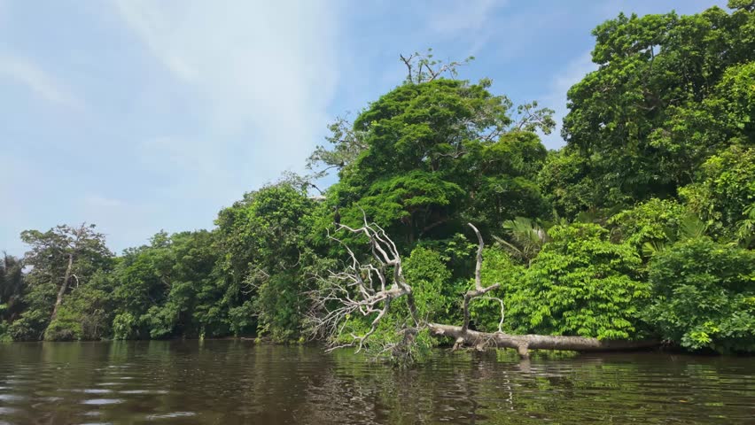 Anhinga perched on dried branches above a calm jungle river in Tortuguero National Park, Costa Rica, surrounded by dense tropical rainforest and lush green vegetation.