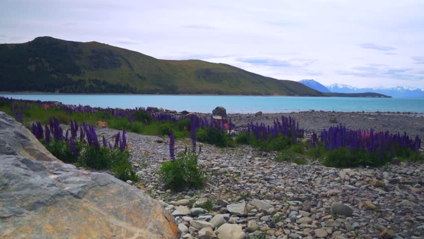 Lupin Field panoramic flower Spring Lake Tekapo Summer November December South Island New Zealand landscape morning Mackenzie Basin shoreline Southern Alps snow covered peaks slide right motion