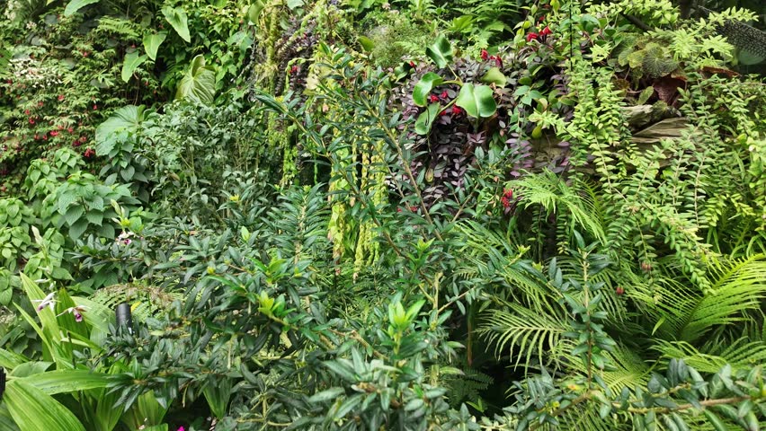 Lush living wall vertical garden inside Cloud forest Garden by the Bay Singapore nature