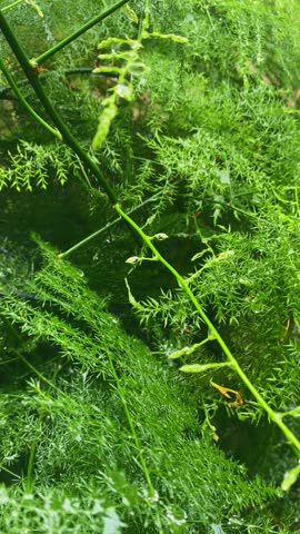 Close-up view of vibrant green asparagus fern leaves and delicate stems, creating a dense, textured background.