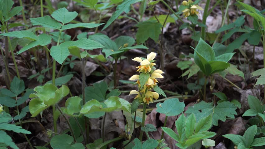 Yellow archangel wildflower blooms among lush green forest undergrowth. Pale yellow hooded flowers rise above serrated leaves and fallen leaf litter in a shaded woodland setting.