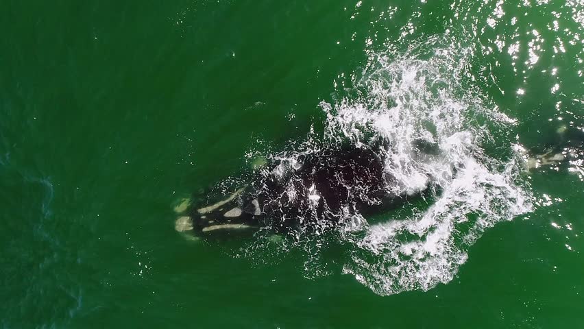 Overhead: Right whale adult with small calf spout in green sea water