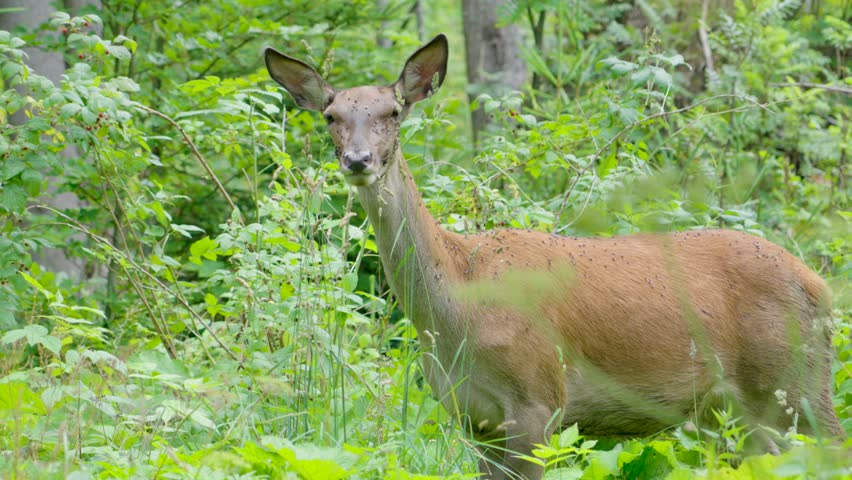 Deer grazing in a lush green forest surrounded by dense foliage