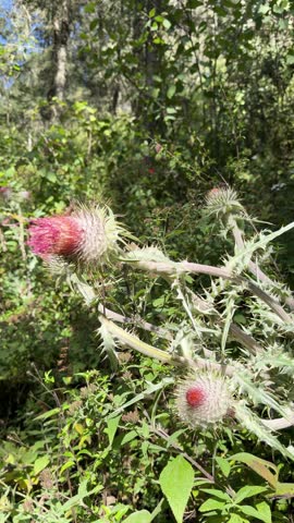 Wild thistle flower growing in green forest meadow with spiky petals and natural sunlight vertical view