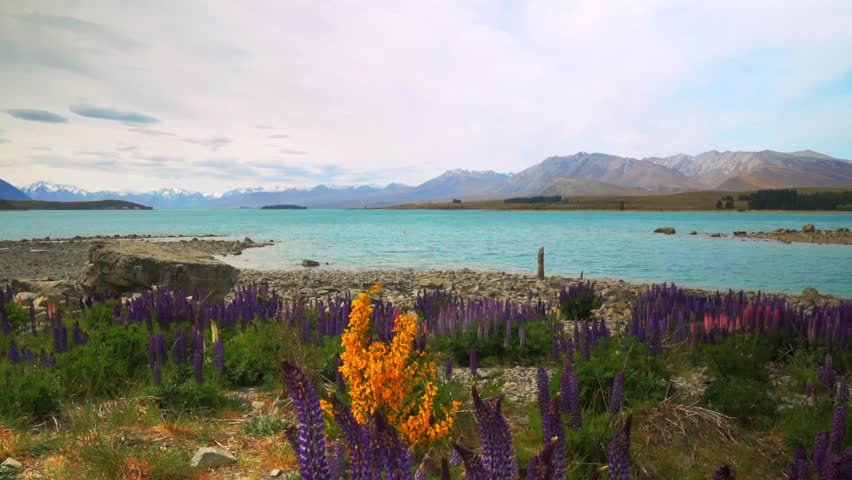 Spring Lake Tekapo Lupin Field flowers Summer November December New Zealand South Island morning blue sky clouds Mackenzie Basin Southern Alps snow covered peaks panoramic nature landscape pan right