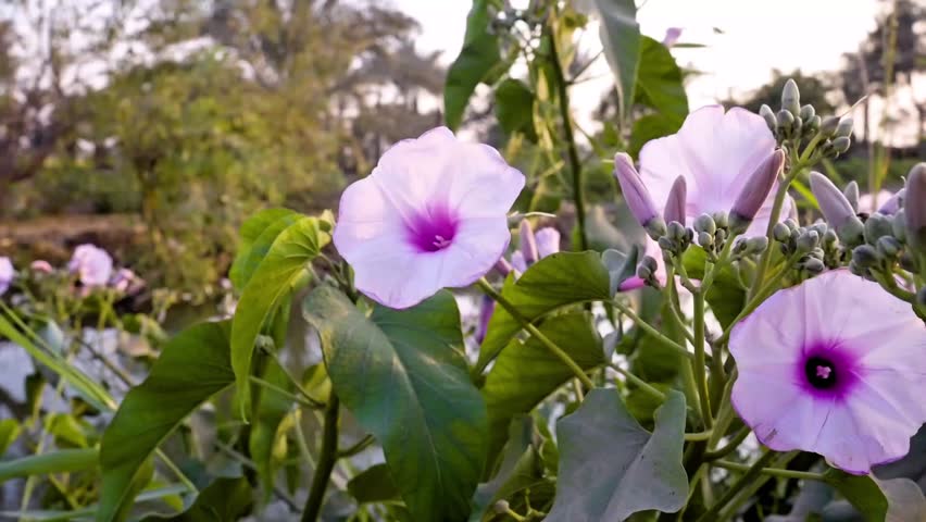 Beautiful Purple Morning Glory Flowers Blooming by the Water in the Morning Light
