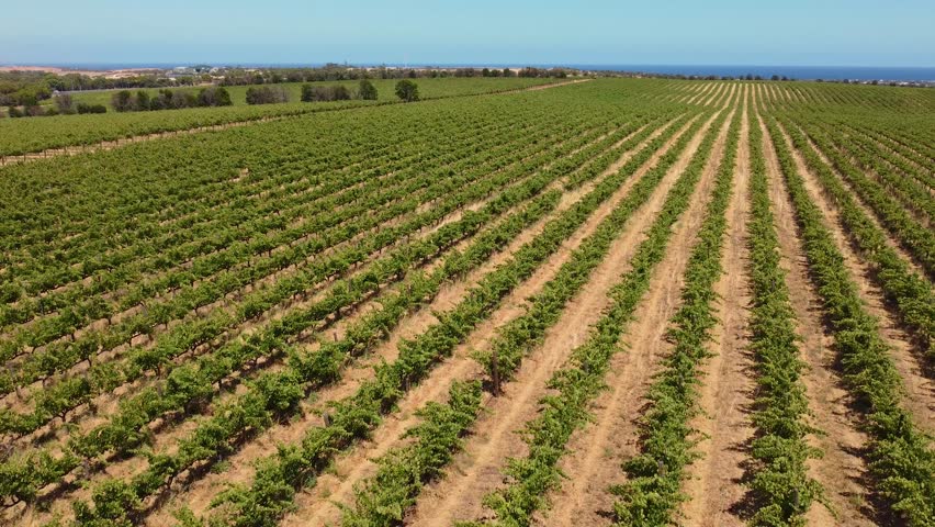 Drone footage pans across rows of a vineyard showcasing an agricultural landscape with the ocean in the background The cinematic shot captures the beauty of the wine industry and is tourism promotion