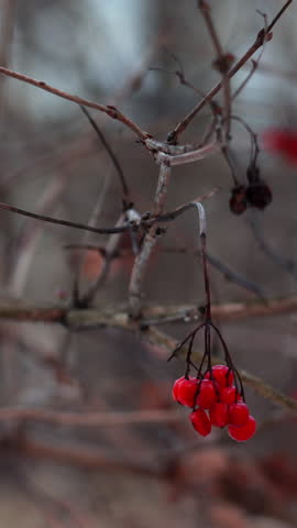 Close Up Of Bright Red Berries Hanging On Bare Tree Branch With Blurred Winter Nature Background. Vertical