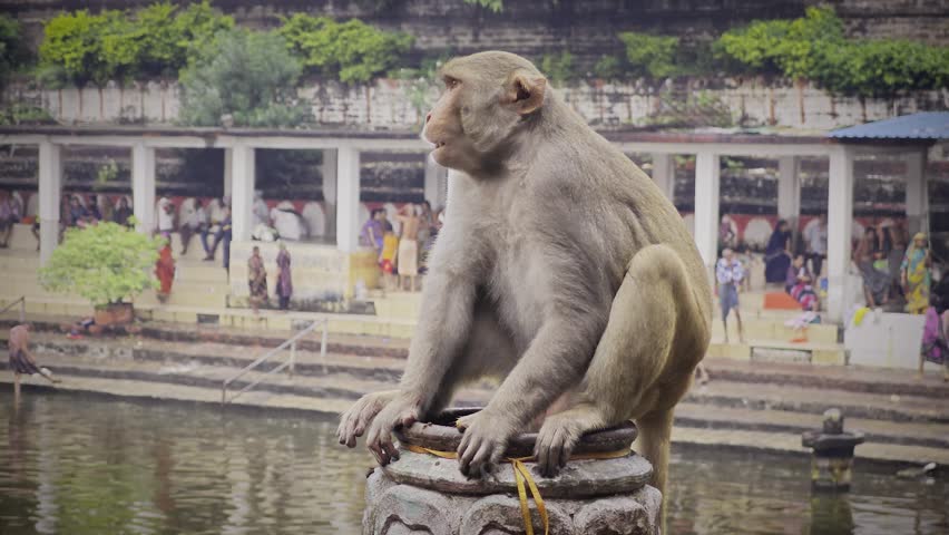 Monkey sitting in ancient old city