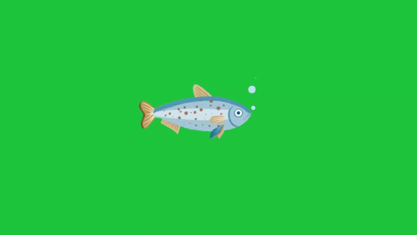 Spotted cartoon fish swimming and blowing bubbles on green screen background, simple underwater animation loop