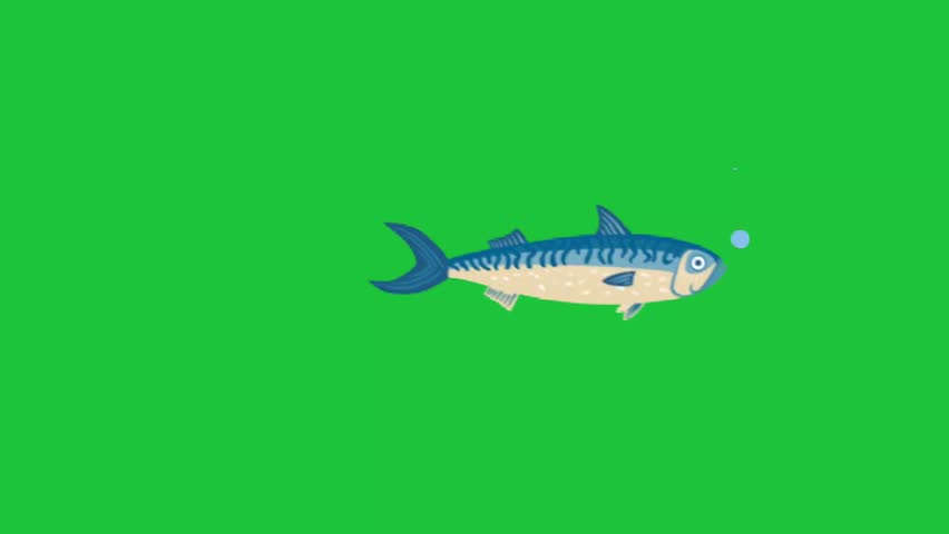 Spotted cartoon fish blowing bubbles on green screen background, simple underwater animation loop for marine design