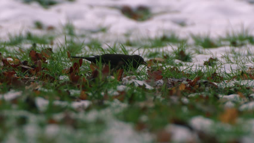 Blackbird pecking for food in the winter snow medium 4k shot selective focus
