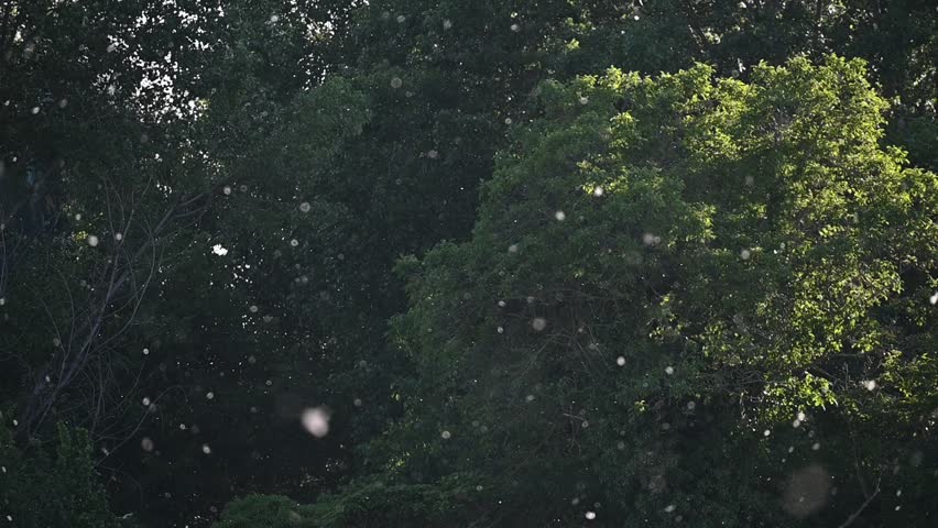 Poplar Pollen Floating in Slow Motion Over Dark Green Background.A mesmerizing slow-motion shot of white poplar seeds and pollen drifting through the air. The particles are backlit by golden sunlight, creating a high-contrast effect against a dark, out-of-focus forest background. Ideal for nature documentaries, allergy-related health content, or poetic visual metaphors