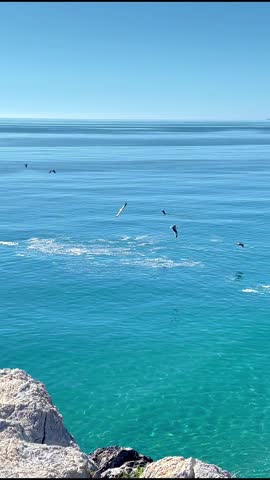 seagulls fly over the sea