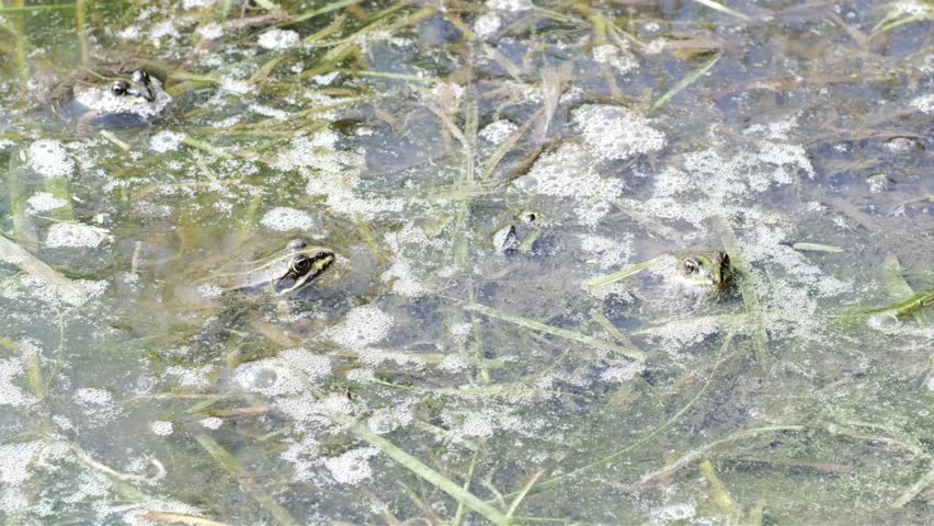 Two small frogs are camouflaged in shallow, murky water surrounded by grass and frothy bubbles