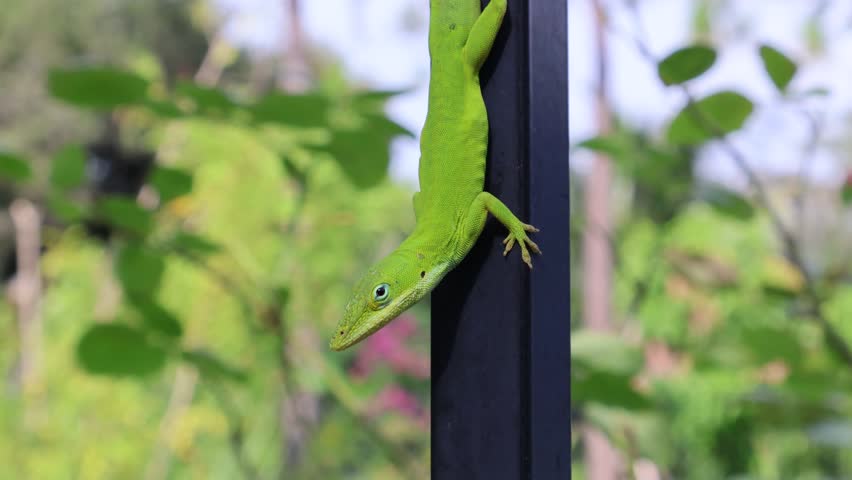A close-up view of a bright green anole lizard (Anolis carolinensis) perched on a fence post, looking around alertly while side-eyeing the camera. Florida, July 3, 2025.