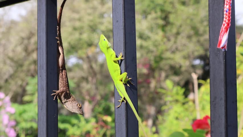 A Brown and a green anole difference: A close-up view of a bright green anole (Anolis carolinensis) and a brown anole (Anolis sagrei) lizard perched on a fence post, having a face-off for territory. Florida, July 3, 2025.