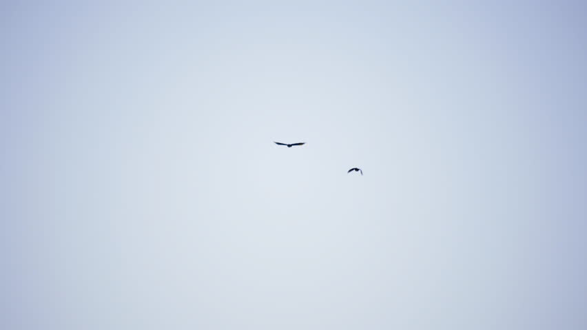 Two birds flying across open sky above quiet countryside landscape during soft evening light