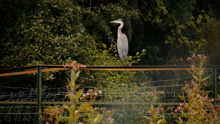 Grey heron standing alert beside calm pond water surrounded by green vegetation in peaceful rural setting