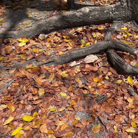 Dry Autumn Leaves and Exposed Tree Roots on Forest Floor Background