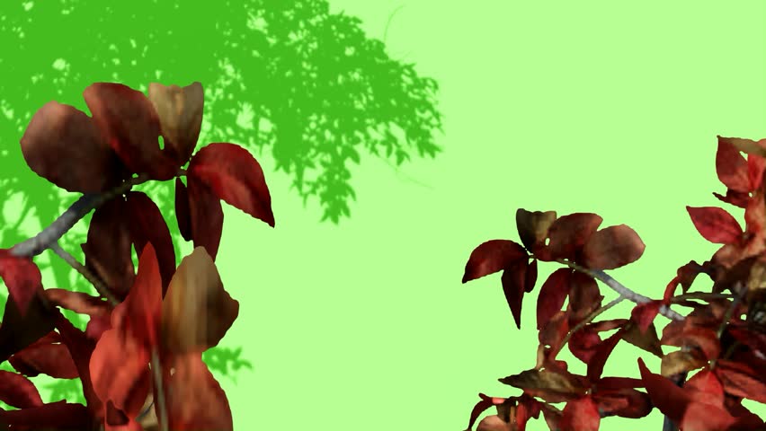 A close-up view of dark red leaves on branches, set against a vibrant green background with the shadow of a tree overhead.