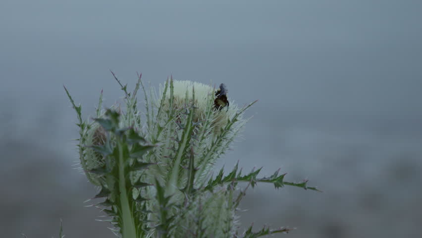 Large Bumble Bee on top of flower then flying away
