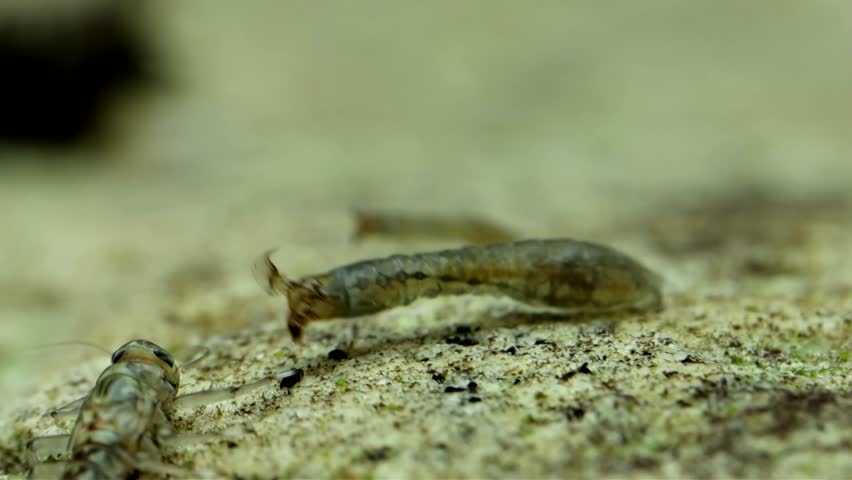 Black fly larva (Simuliidae) underwater, attached to a rock in a trout stream, filter feeding using modified labral fans, slow motion macro close-up.