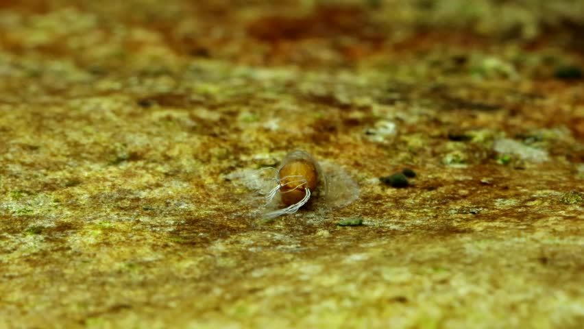 Black fly pupa (Simuliidae) underwater, attached to a rock in a trout stream in a puparium with gills visible, macro close-up.