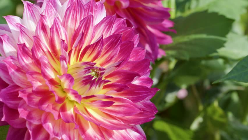 Detailed close-up of a blooming pink dahlia flower with yellow center in natural sunlight.