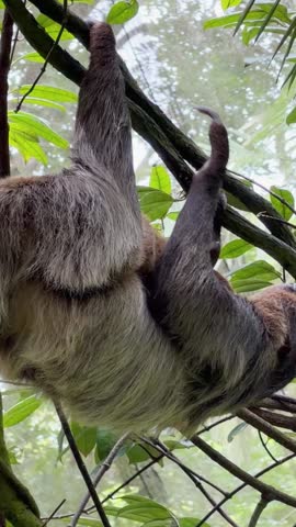 A mother sloth with her baby clings to vines in a lush tropical rainforest canopy.