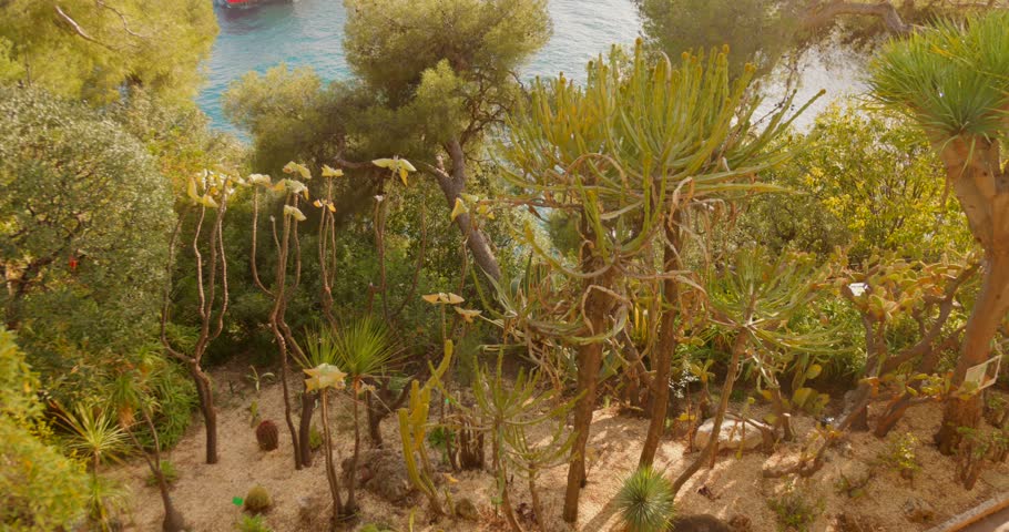 Exotic trees in the beautiful Saint Martin Gardens, Old Town of Monaco City