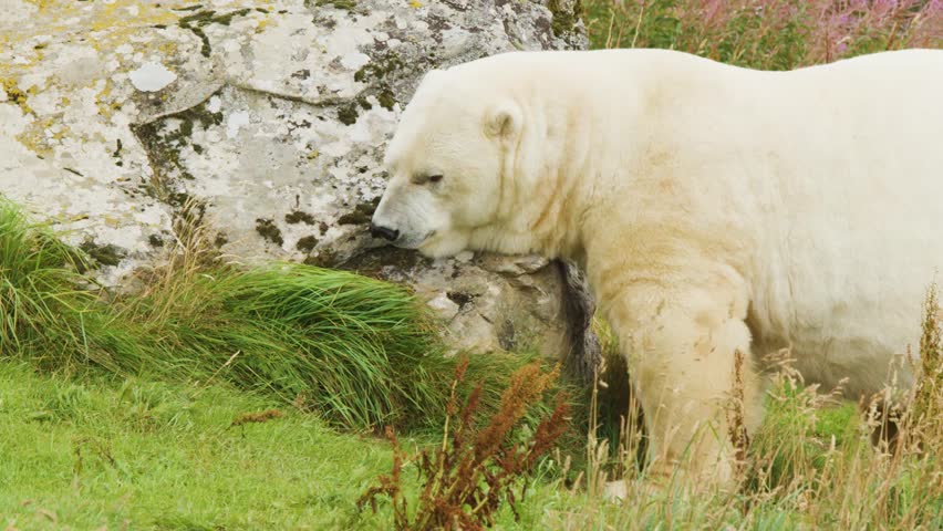A large polar bear rubs its body against a boulder in a grassy summer field.