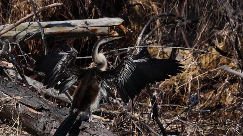 A wild anhinga spreads its dark wings while perched on a fallen log in nature.