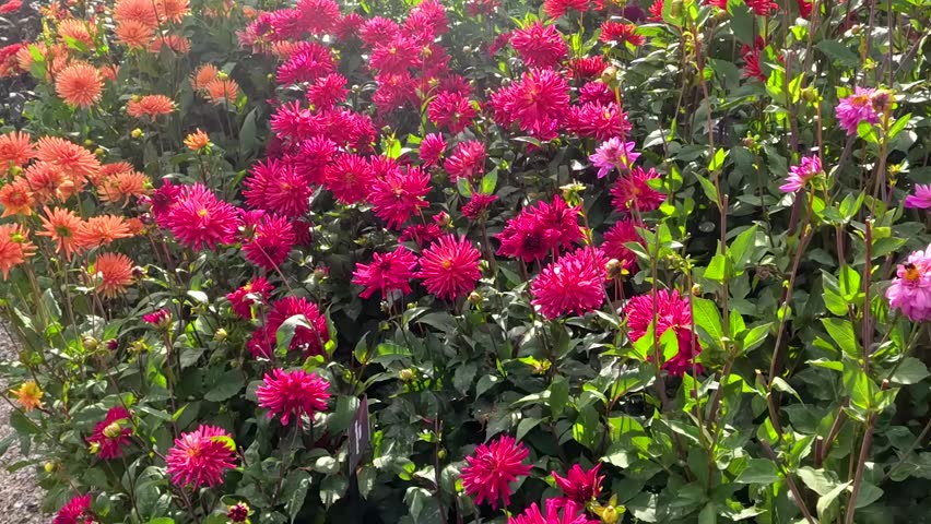 Smooth camera movement glides past dense clusters of blooming pink and orange dahlia flowers.