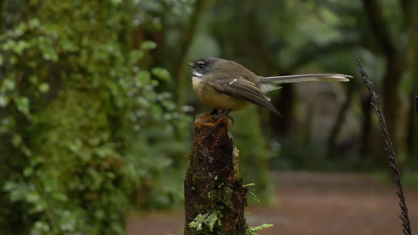 New Zealand Fantail Bird Preening While Perching On Mossy Tree Stump In The Forest. closeup, wide shot