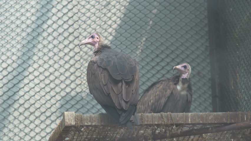 The Red headed valture Bird in the zoo.