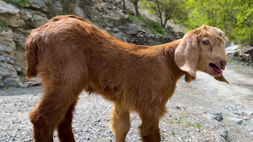brown goat cute animal in Iran nomad Kurdistan baby lamb kid sheep with local traditional shepherd herding agriculture grazing climbing rock mountain scenic landscape vivid playful nature green rural