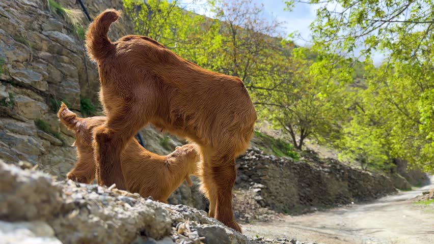 twin goat brown cute animal local traditional shepherd clean baby kid lamb sheep in Iran Kurdistan climbing rock mountain scenic landscape vivid colorful playful peaceful nature green rural lifestyle
